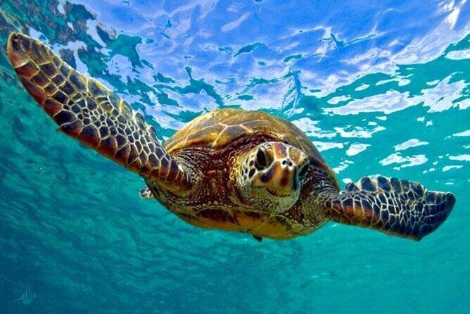 Snorkeling with Sea Turtles at St. Thomas - Good To Know