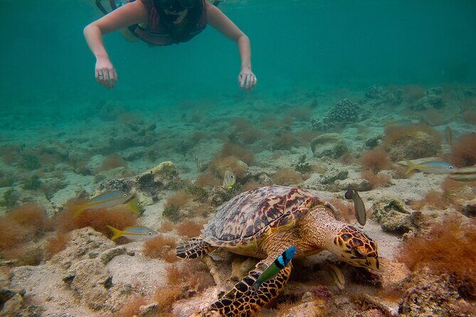 Snorkeling with Sea Turtles at St. Thomas - What Reviewers Love Most