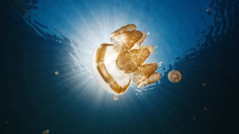 Snorkeling with Stingless Jelly Fish, Indonesia Banggai - Snorkeling with Stingless Jelly Fish, Indonesia Banggai — An Authentic Day in Central Sulawesi