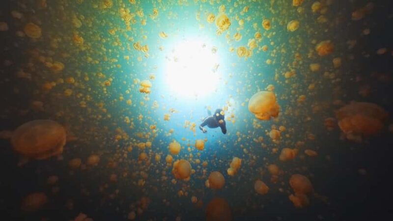 Snorkeling with Stingless Jelly Fish, Indonesia Banggai - Good To Know