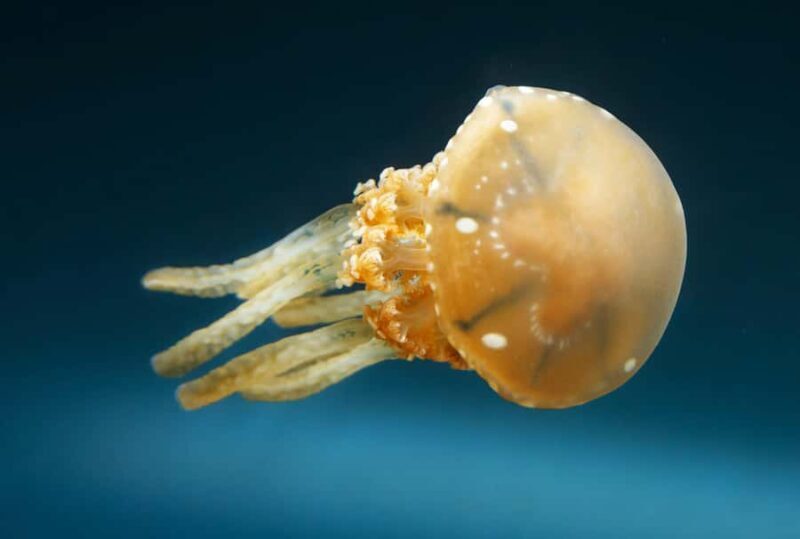 Snorkeling with Stingless Jelly Fish, Indonesia Banggai - Practical Details and Value