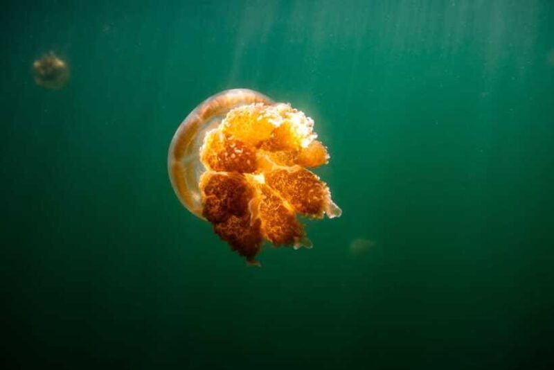 Snorkeling with Stingless Jelly Fish, Indonesia Banggai - Final Thoughts