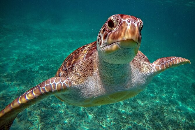 Snorkeling With Turtles and Cenote Tour From Riviera Maya - Tour Details and Inclusions