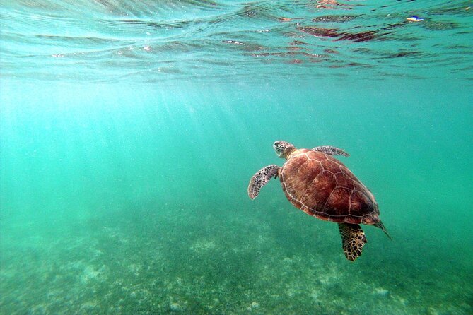 Snorkeling With Turtles and Cenote Tour From Riviera Maya - Highlights of the Tour