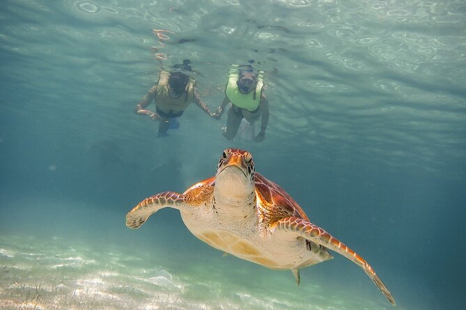 Snorkeling With Turtles and Cenote Tour From Riviera Maya - Positive Customer Reviews