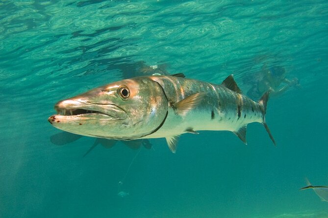 Snorkeling With Turtles and Cenote Tour From Riviera Maya - Average Experience