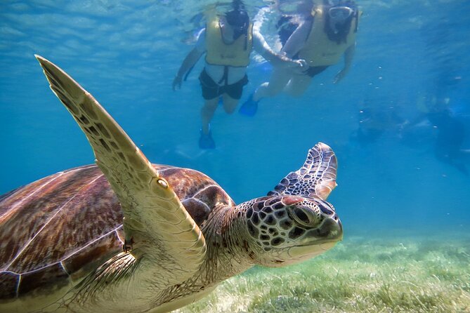 Snorkeling With Turtles and Cenote Tour From Riviera Maya - Suggestions for Improvement