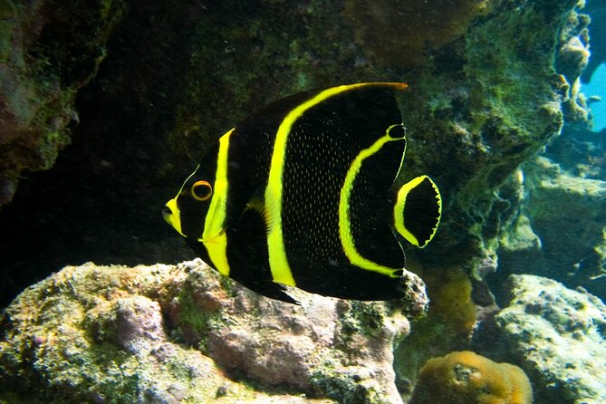 Snorkeling With Turtles and Cenote Tour From Riviera Maya - Snorkeling With Turtles in Akumal