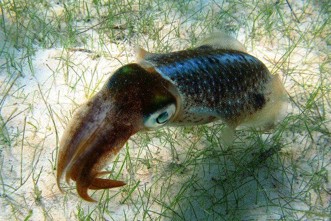 Snorkeling With Turtles and Cenote Tour From Riviera Maya - Exploring the Stunning Cenotes