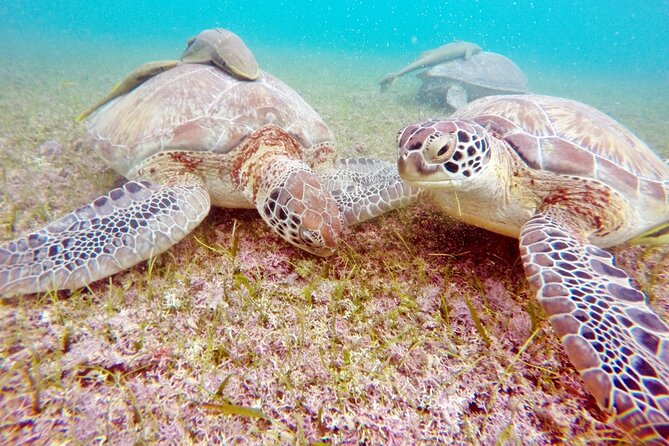 Snorkeling With Turtles and Cenote Tour From Riviera Maya - Hotel Pick-up Service and Friendly Guides