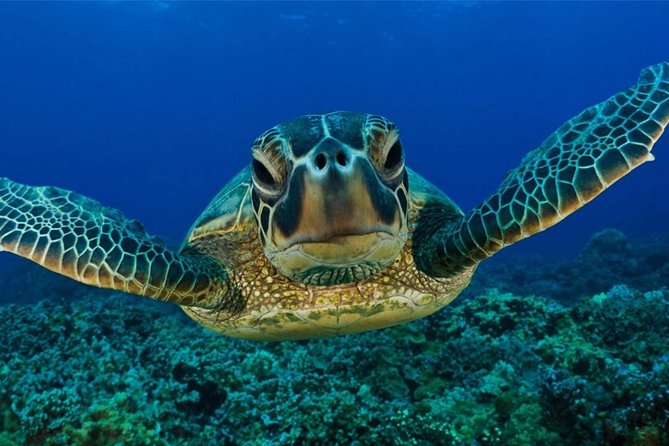 Snorkeling With Turtles in Mirissa - Inclusion of Snorkeling Gear