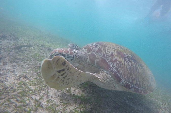 Snorkeling with Turtles in Mirissa - Who Will Love This Tour?