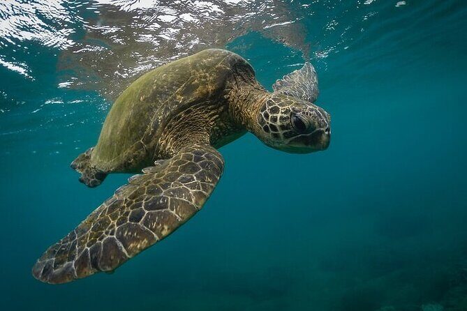 Snorkeling with Turtles in Mirissa - The Sum Up