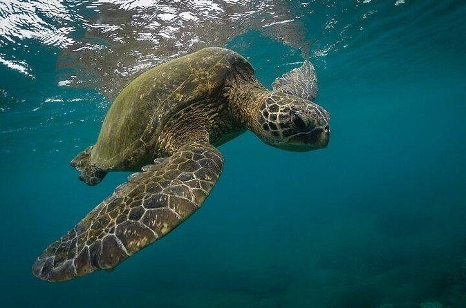 Snorkeling with Turtles in Mirissa - FAQ