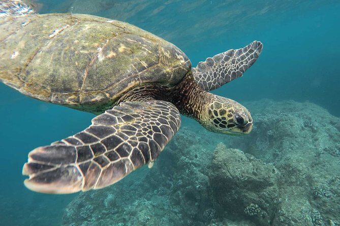 Snorkeling with Turtles in Mirissa - Final Thoughts