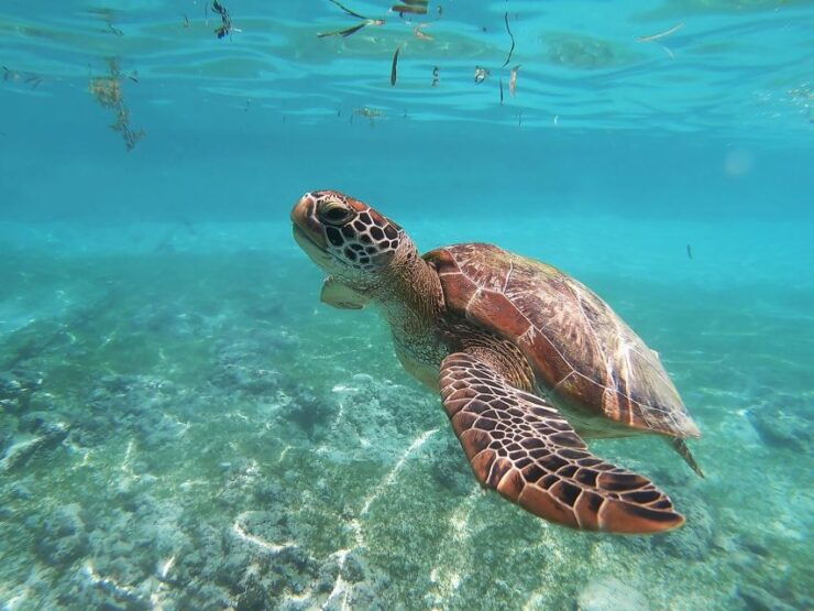 Snorkeling With Turtles in Mirissa - Experience Highlights