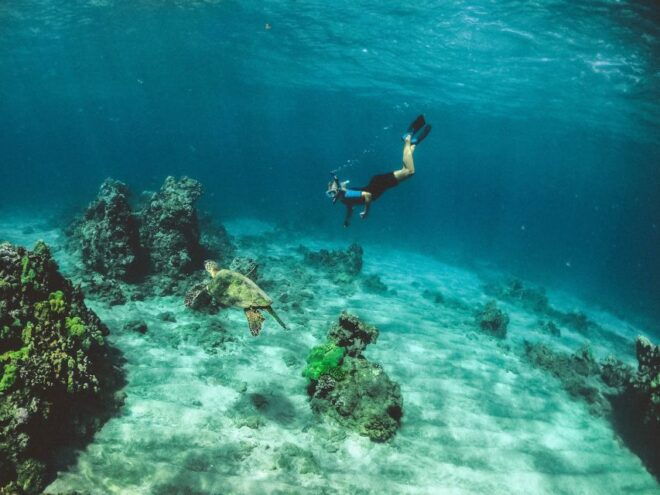 Snorkeling With Turtles in Mirissa - The Sum Up