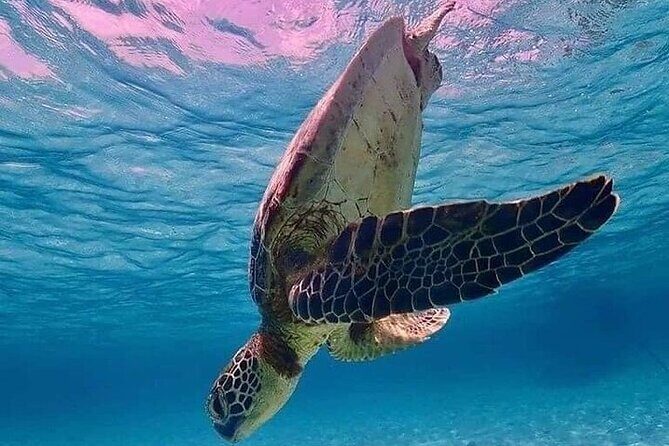 Snorkeling with Turtles Visit Mayan Ruins in Tulum from Cancun - Good To Know