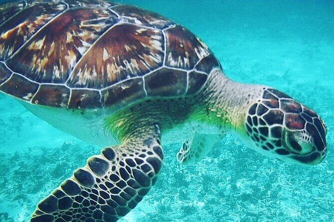 Snorkeling with Turtles Visit Mayan Ruins in Tulum from Cancun - Practical Details and Logistics