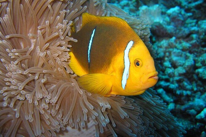 Snorkeling with underwater scooter in Tahaa lagoon from Raiatea - FAQ