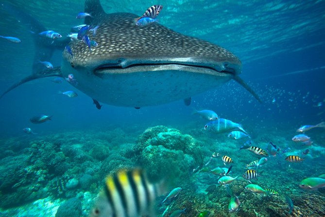 Snorkeling With Whale Sharks - Isla Mujeres - Snorkeling Gear and Equipment Provided