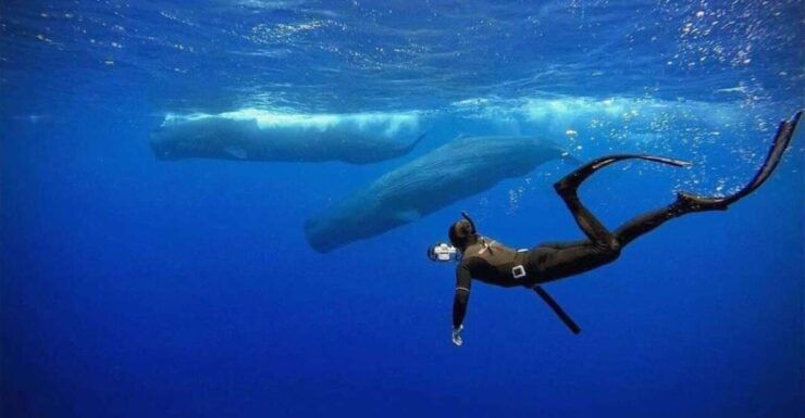 Snorkeling With Whales in Mirissa - Activity Details and Highlights