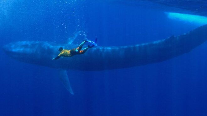 Snorkeling With Whales in Mirissa - Privileges and Precautions of Swimming With Whales