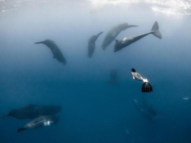 Snorkeling With Whales in Mirissa - Common Questions