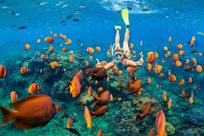 Snorkelling and Diving in Samadai Reef From Marsa Alam - Good To Know