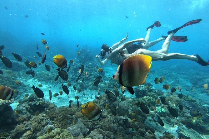 Snorkelling and Diving in Samadai Reef From Marsa Alam - Directions and Booking Process