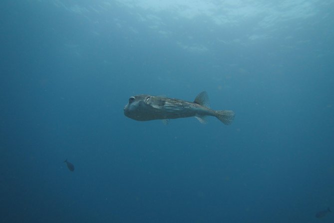 Snorkelling in Padang Bai - Booking Details