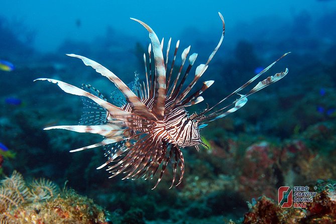 Snorkelling in the Blue Lagoon - Snorkelling Destination: Padangbai and Bias Tugel