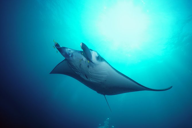 Snorkelling With Manta Rays - Snorkelling With Manta Rays: a Once-In-A-Lifetime Experience