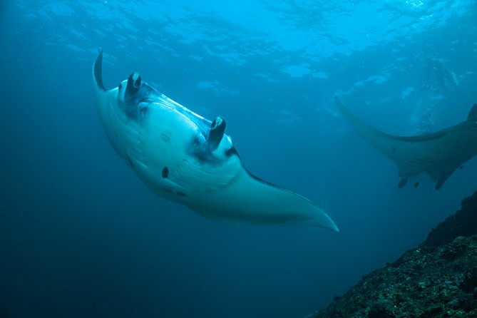 Snorkelling With Manta Rays - Booking Information: Confirmation, Accessibility, and Traveler Limit