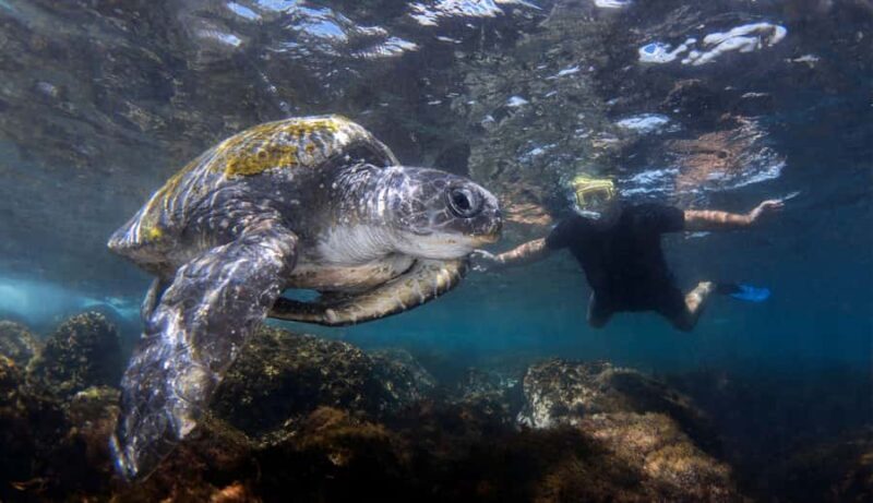 Snorkelling with Turtles at Cook Island Marine Rserve - The Boat Ride and Additional Perks