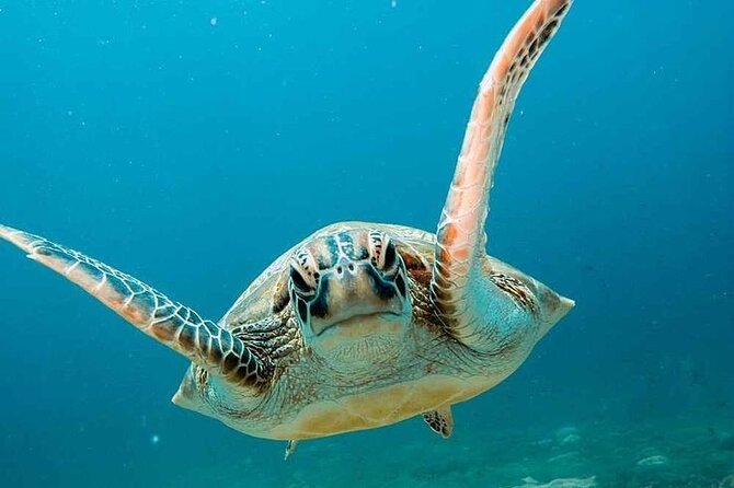 Snorkling Trip 3 Gili(Terawangan, Meno,Air) - Expert Guided Tours