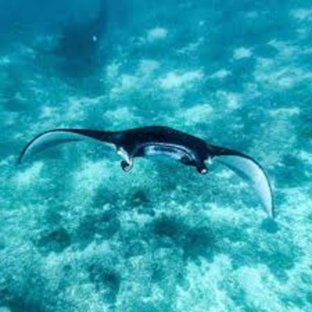 Snorkling & West Day Trip Nusa Penida Island - Reservation Details