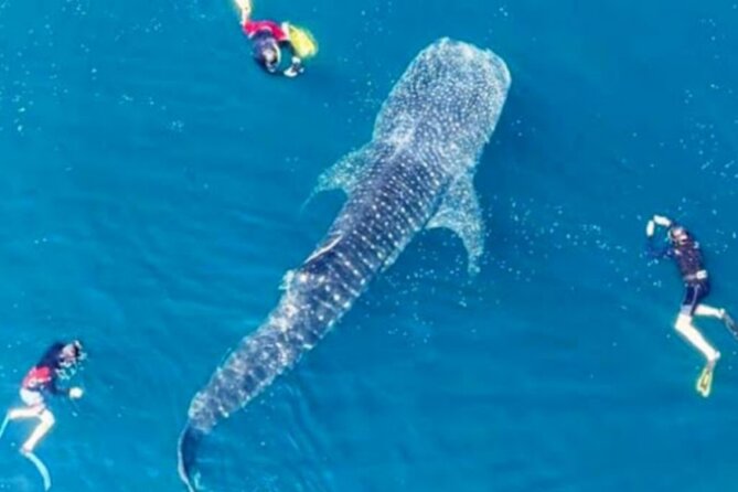 Snorkling With Whale Shark in Teluk Saleh - Snorkeling Gear and Safety Briefing