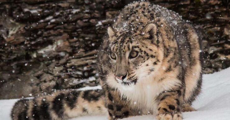 Snow Leopard Trek In Dolpo - Snow Leopard Habitat and Behavior