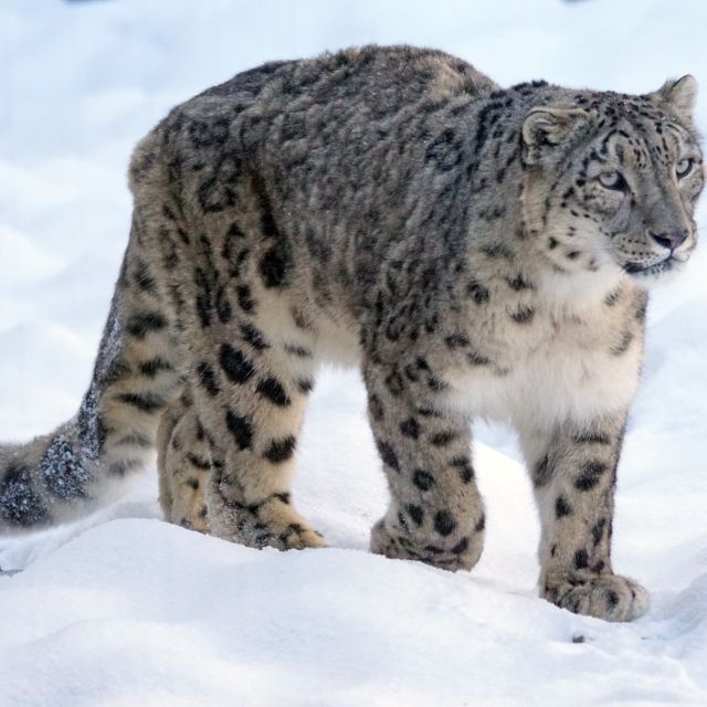 Snow Leopard Trek In Dolpo - Itinerary and Highlights