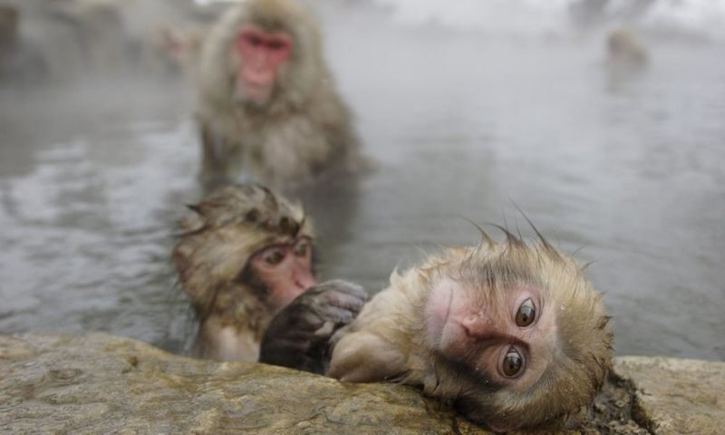 Snow Monkey and Shiga Kogen Roman Museum Trip with Lunch Buffet - A Tokyo departure for Nagano’s monkey country