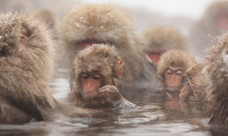 Snow Monkey and Shiga Kogen Roman Museum Trip with Lunch Buffet - The Nagano buffet, if you choose it