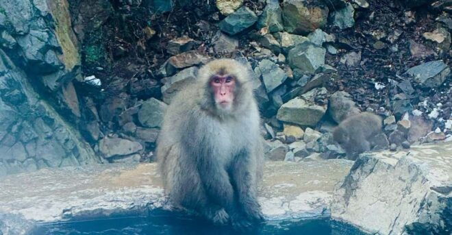 Snow Monkey and Zenko-ji Temple Nagano One Day Tour - Accessibility Options