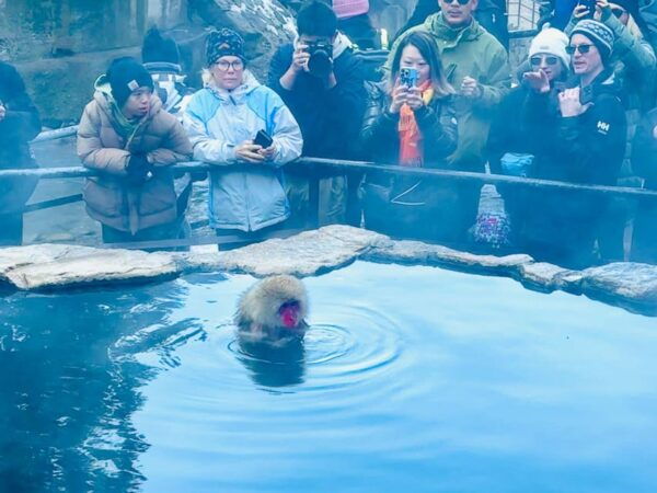 Snow Monkey and Zenko-ji Temple Nagano One Day Tour - Included Amenities