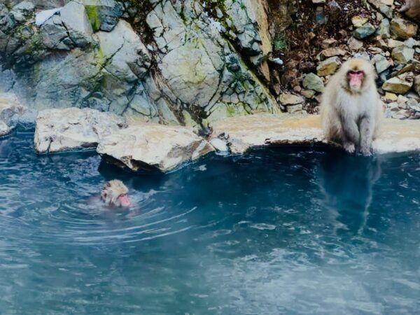 Snow Monkey and Zenko-ji Temple Nagano One Day Tour - Important Participation Details