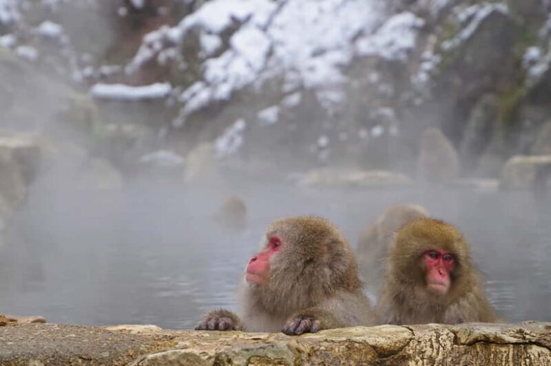 Snow Monkey, Hokusai & Sake: A Perfect Day in Nagano - FAQs