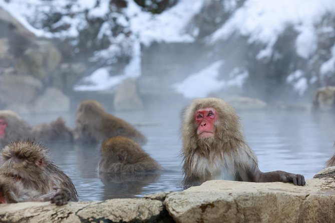 Snow Monkey in "Jigokudani Yaen-koen" & Obuse Town - Overview and Highlights