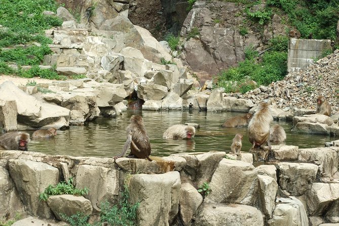 Snow Monkey in "Jigokudani Yaen-koen" & Obuse Town - Common Questions