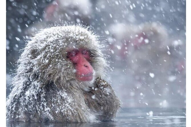 Snow Monkey Park and Zenko ji Temple Private Day Tour - Good To Know