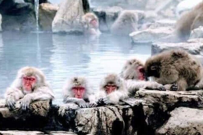 Snow Monkey Park and Zenko ji Temple Private Day Tour - An In-Depth Look at the Tour Experience